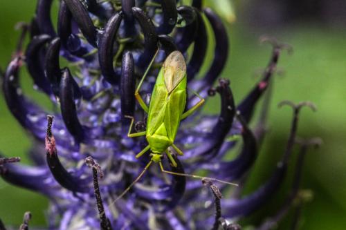 Réf. 198 123 : Calocoris alpestris